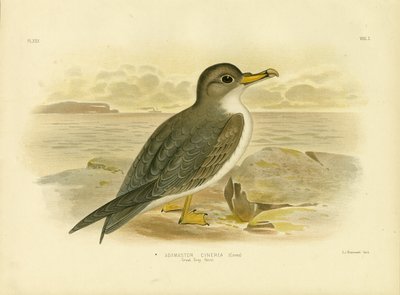 Great Grey Petrel ، 1891 بواسطة جراسيوس بروينوفسكي